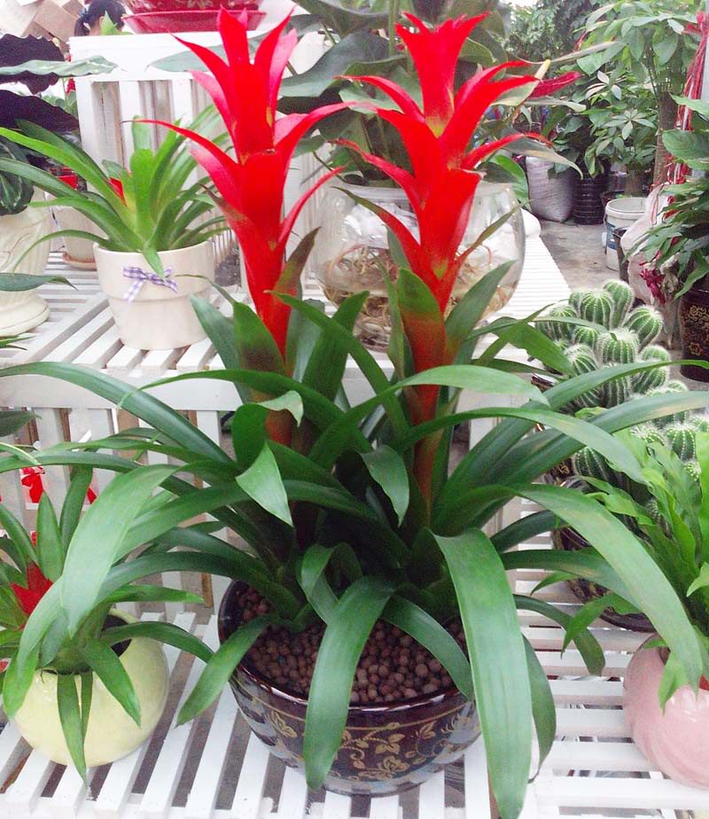 成都同城直送鸿运当头凤梨盆栽家居前台开业搬家办公室大绿植好养