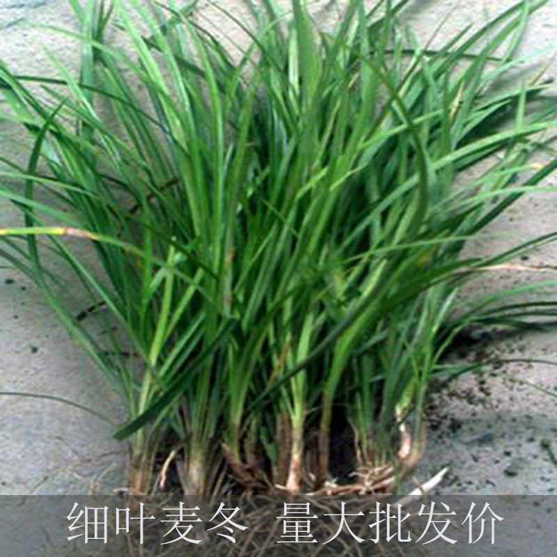 日本庭院小型植物四季青麦冬草图片