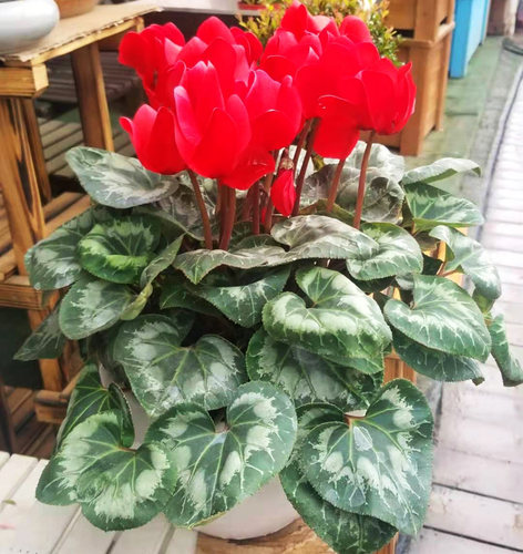 成都同城仙客来花卉年宵花卉