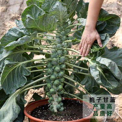 小甘蓝种子 迷你包心菜 种子洋白菜早熟盆栽农家播种秋季蔬菜种子