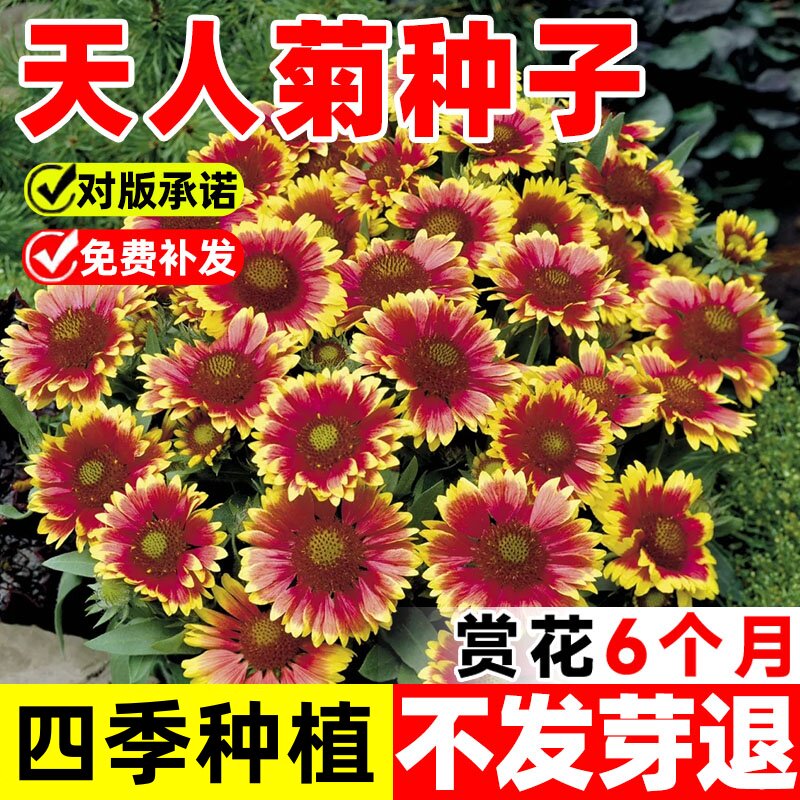 天人菊花种籽子四季易种多年生宿根太阳花种子庭院花海花卉种子孑
