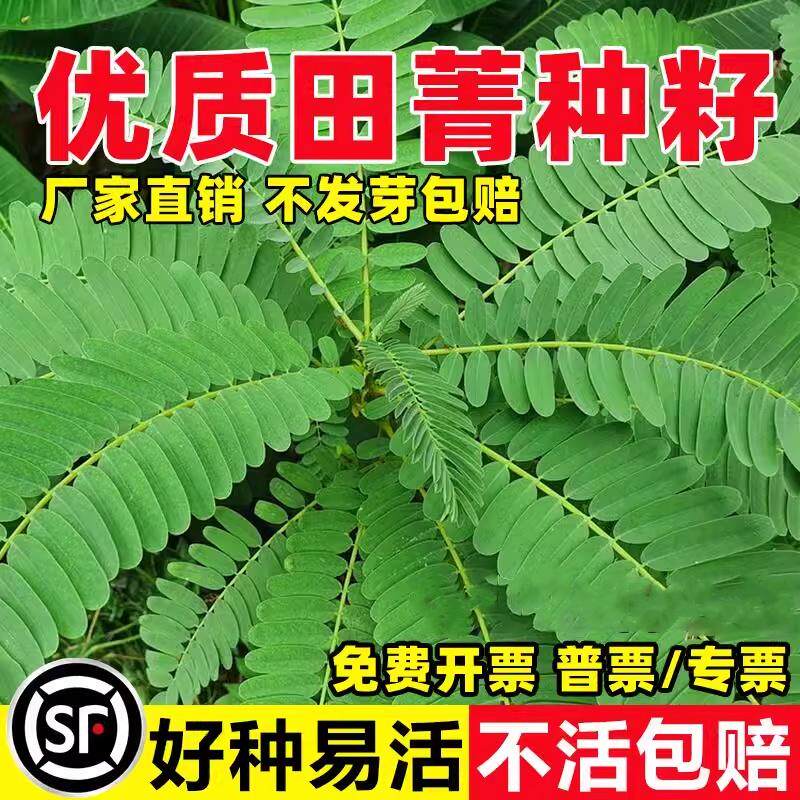 田菁种子耐盐碱碱青涝豆田青田箐护坡固土果园蜜源固氮绿肥草种籽
