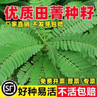 田菁种子耐盐碱碱青涝豆田青田箐护坡固土果园蜜源固氮绿肥草种籽