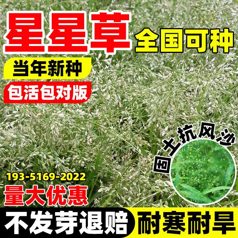 星星草种子多年生牧草耐旱耐盐碱草地绿化牧草种子孑碱茅草种子籽
