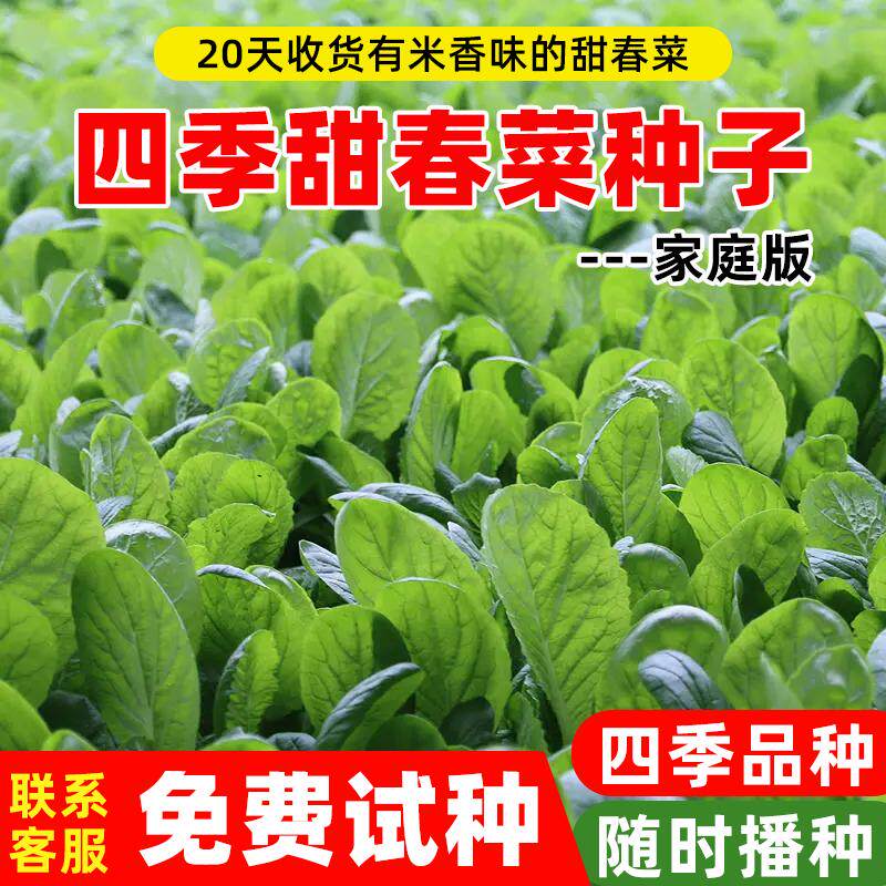 四季甜春菜种子香芥菜种孑春季冬秋季小白菜青菜种阳台盆栽蔬菜籽