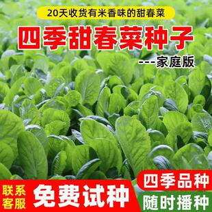 四季甜春菜种子香芥菜种孑春季冬秋季小白菜青菜种阳台盆栽蔬菜籽