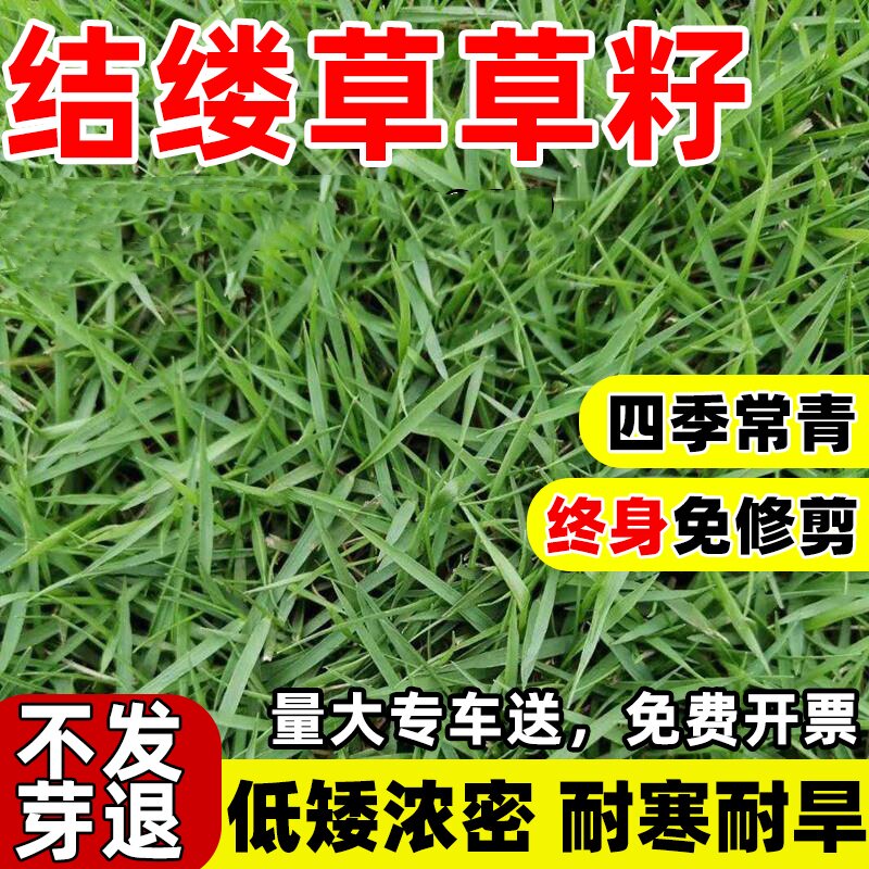 日本结缕草草籽高档草坪种子四季青免修剪耐践踏庭院球场草皮种籽
