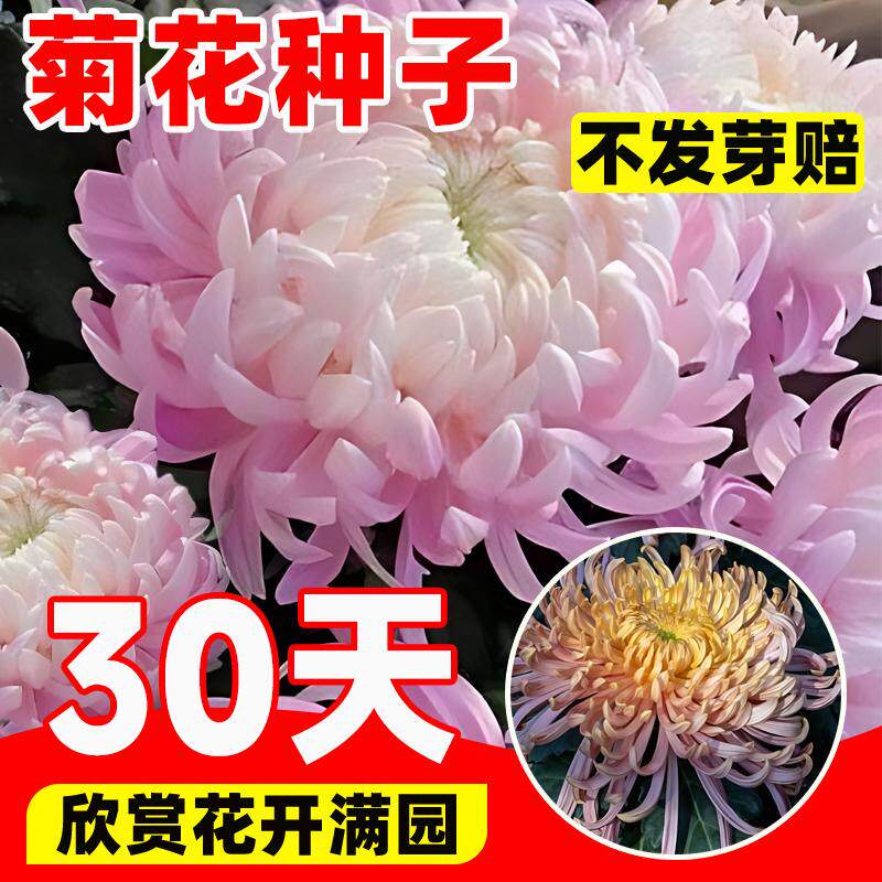 菊花种籽九月菊金盏菊乒乓菊糖果菊花种子四季易活多年生开花苗