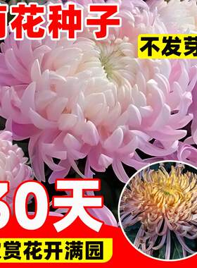 菊花种籽九月菊金盏菊乒乓菊糖果菊花种子四季易活多年生开花苗