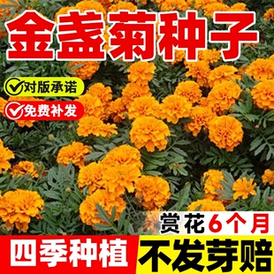 金盏菊花种子四季播种开花室外盆栽太阳花向日葵除虫菊花种籽子孑