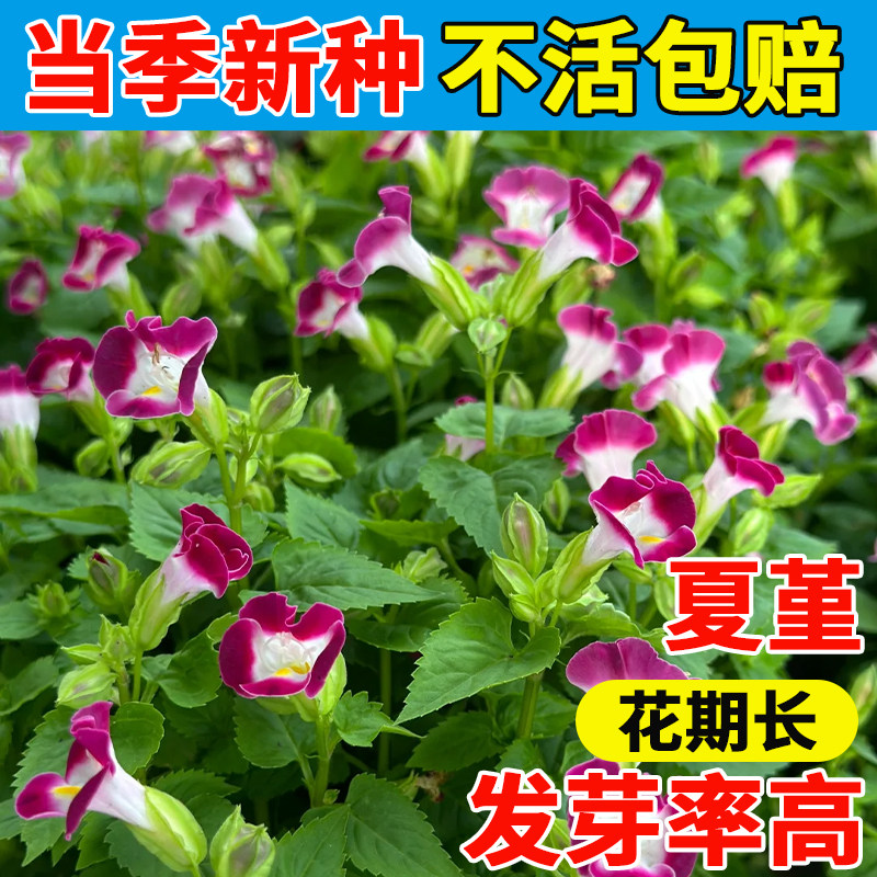 矮生夏堇种子多年生四季种植开花室外庭院阳台盆栽三色堇花种籽子