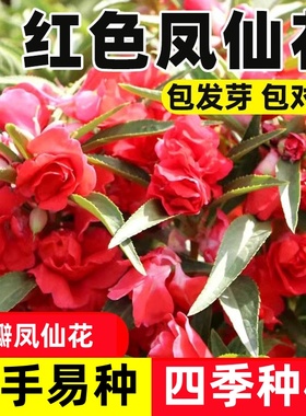 红色重瓣凤仙花种籽子指甲花染指甲草种籽孑四季阳台庭院盆栽种子