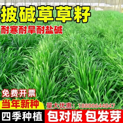 披碱草草籽护坡固土抗风沙