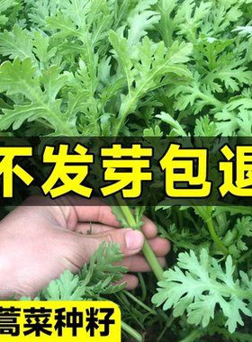 茼蒿菜种籽大叶小叶中叶茼蒿种子皇帝菜阳台盆栽四季蔬菜种孑大全