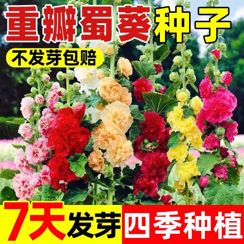 重瓣蜀葵花种籽开花室外花籽好养易活花卉盆栽庭院花种子四季种植