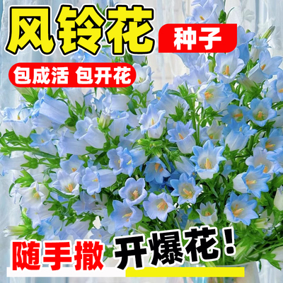 风铃草花种子四季开花见土就活室内外庭院阳台易活草花籽植物花籽
