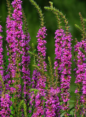 紫色千屈菜种子 水枝柳对叶莲 景观花卉种子四季易种耐热耐寒耐湿