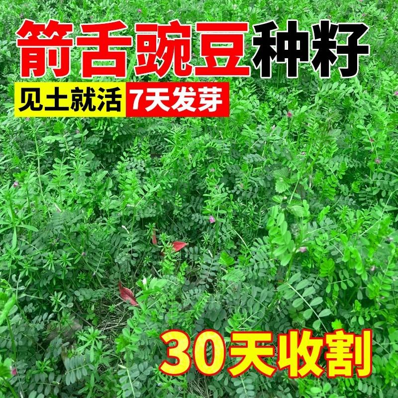 箭舌豌豆种籽野豌豆种子高蛋白牧草粮食喂猪牛羊饲料优质绿肥种子
