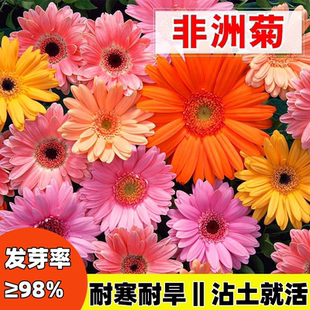 非洲菊种子史努比盆栽四季开花种籽高杆小苗阳台庭院进口菊花种孑