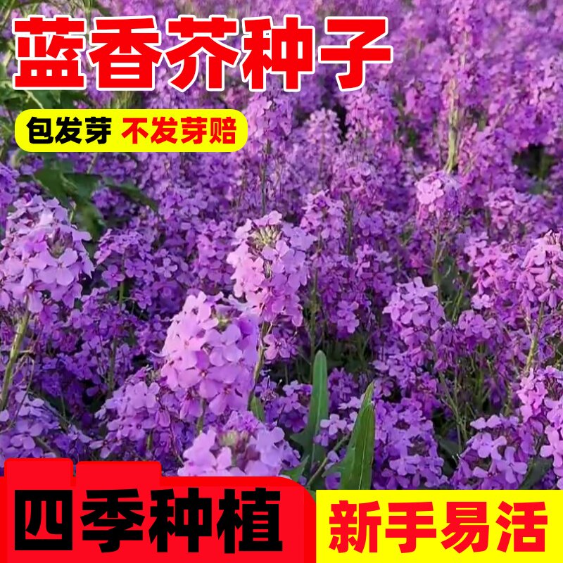 蓝香芥种子孑易活多年生四季播种庭院阳台室内外盆栽花卉花种籽籽