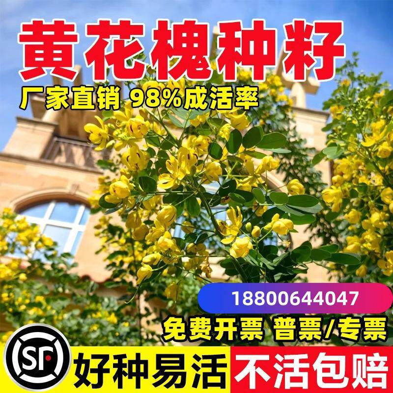 黄花槐种子刺槐护坡固土工程园林绿化灌木黄槐种籽树红花槐种籽子