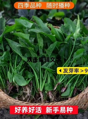 夏季大叶菠菜种子超耐热红根菠菜小叶种籽盆栽地栽高产高产蔬菜孑