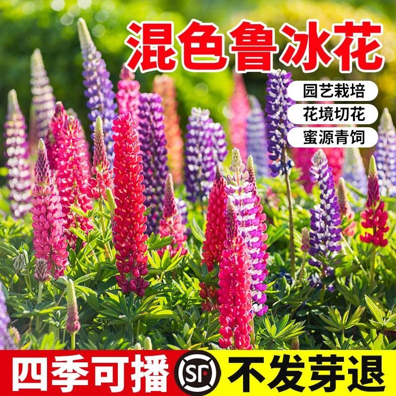 鲁冰花种子四季播种易活开花羽扇豆花种籽室内外植物盆栽阳台花籽