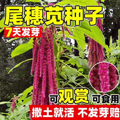 尾穗苋种子观赏花仙人谷籽粒苋种子四季易种花草长势强尾穗苋花籽