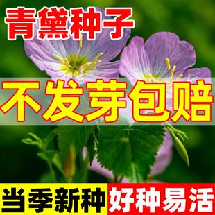 青黛种子靛叶靛青籽蓼蓝种籽四季种植染料染布易成活耐阴植物大苗
