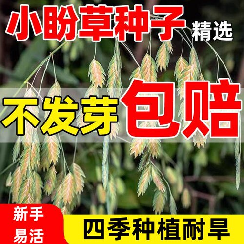 小盼草种子大叶查曼草凌风草籽孑可干切花阳台盆栽耐热多年生包邮