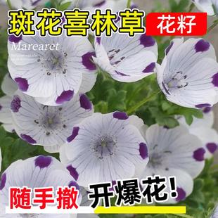 斑花喜林草种子五个点粉蝶花婴儿的眼泪琉璃唐草三色幌菊盆栽种籽