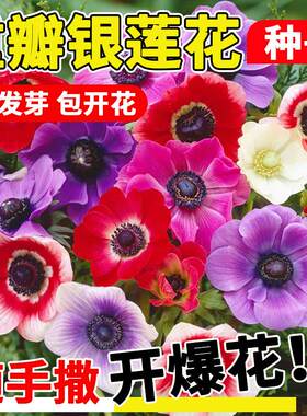 银莲花种子籽重瓣四季种植易活多年生庭院阳台观赏盆栽花卉植物种