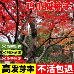 鸡爪槭种子籽树苗原生小叶鸡爪枫树苗庭院风景树四季常青绿化苗木