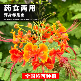 洋金凤种子金凤花种子蛱蝶花黄红蝴蝶黄金凤蛱蝉四季播种花种籽子