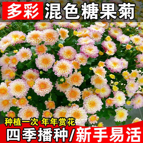 千头菊花种子七彩混色糖果菊种子四季耐寒洋桔梗花种籽庭院花卉