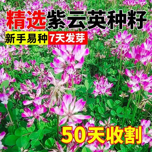 紫云英草种籽花草食用野菜养蜂蜜源固氮果园绿肥植物高产牧草种子
