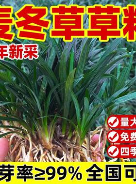 麦冬草草籽日本玉龙草种子四季青矮生细叶宽叶金边绿化庭院种籽孑