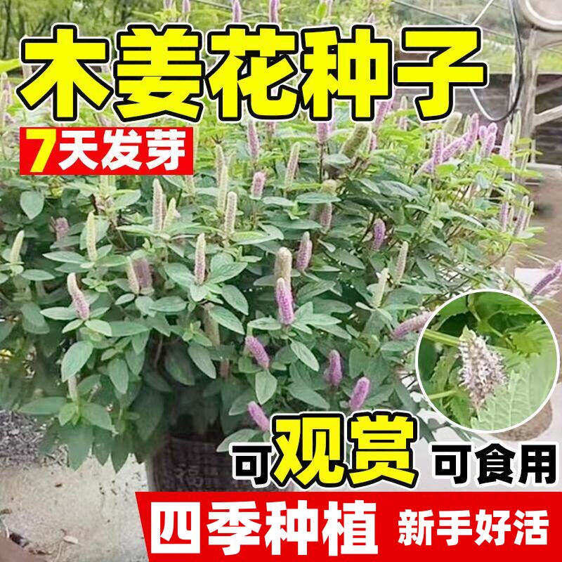 木姜花种子四季易活开花通豆花木疆花干毛菇蘸水特色调味料香草籽
