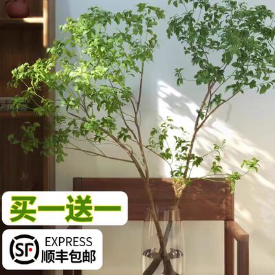 马醉木鲜切植物水培枝条盆栽吊钟客厅办公桌装饰懒人绿植美男树苗