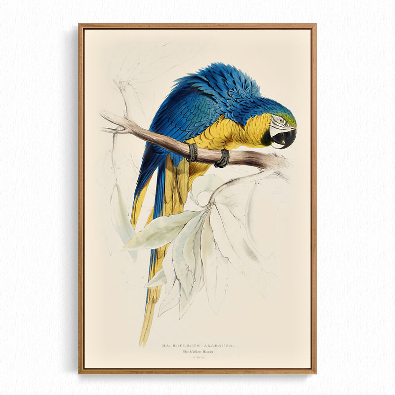 19世纪古尔德鸟类图鉴 鹦鹉猫头鹰巨嘴鸟手绘动物图谱 旁白装饰画