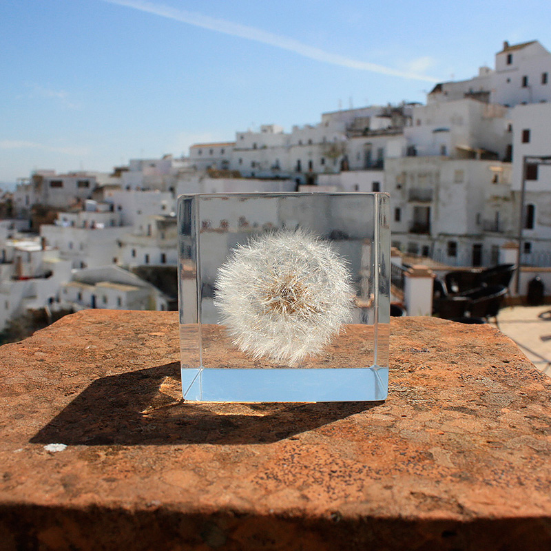 进口solacube植物标本七夕摆件