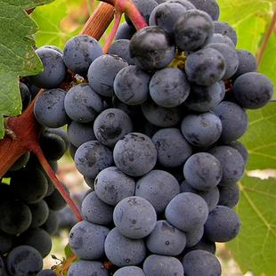 阿明精选 佰嘉莉葡萄750ML 6瓶1箱