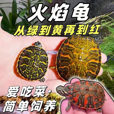 纯种火焰龟鱼缸混养深水龟清道夫吃粪龟宠物龟冷水宽纹小乌龟活物