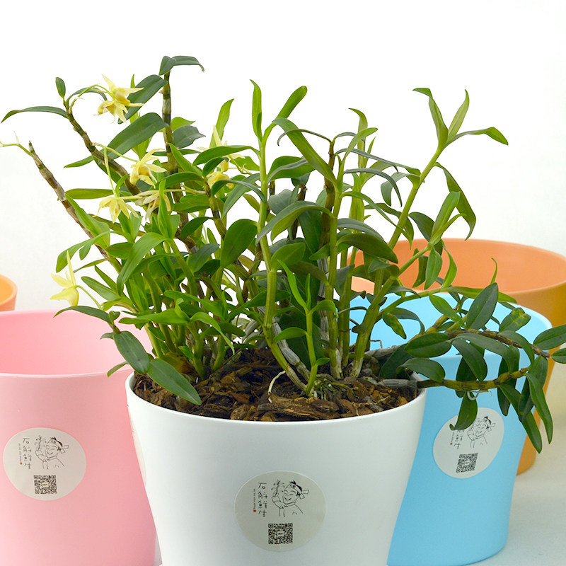 九鲜斛仿野生石斛兰种苗驯化苗丛苗铁皮石斛苗盆栽可食用包邮特价|ruв категории доставка цветов/цветок моделирования/растения садоводства, цветок/растения в горшках (новый), цветок - от Buy2taobao.com для оказания профессиональной услуги покупки агента Taobao