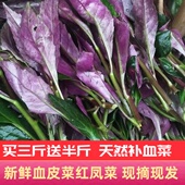 四川血皮菜新鲜补血菜紫背天葵新鲜菜观音菜红凤菜新鲜新鲜火锅菜