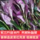 四川血皮菜新鲜补血菜紫背天葵新鲜菜观音菜红凤菜新鲜新鲜火锅菜