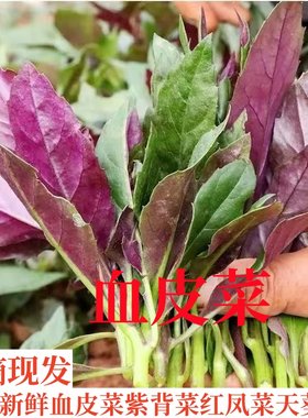 血皮菜新鲜紫背天葵新鲜红凤菜