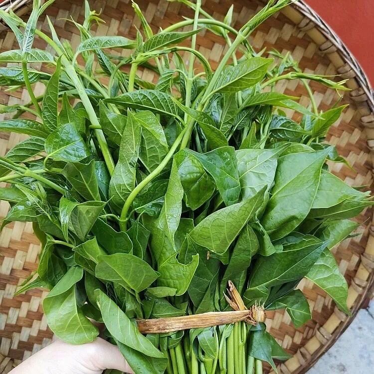 云南苦菜叶德宏傣味特色菜帕克秀新鲜苦藤菜叶野菜煮苦甜菜叶非花
