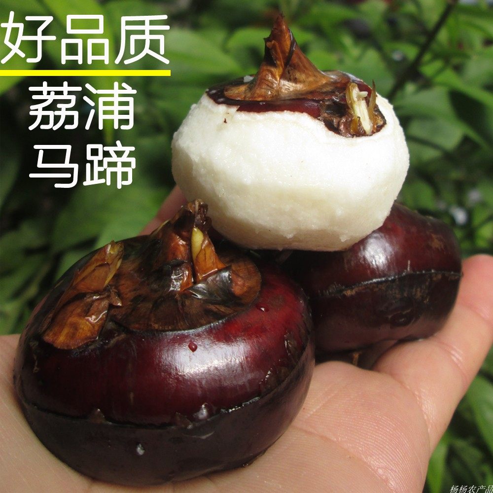 荔浦水果马蹄荸荠乌芋地栗大果15-18个每斤5斤包邮农家新鲜水果蔬