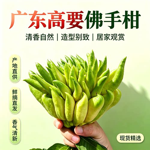 带枝佛手柑广佛手果观赏水培把玩插花新鲜摆件香橼果办公室绿植